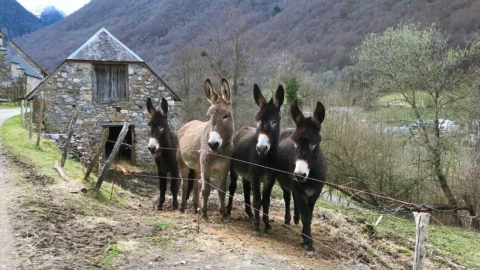 Adour Ânes Pyrénées