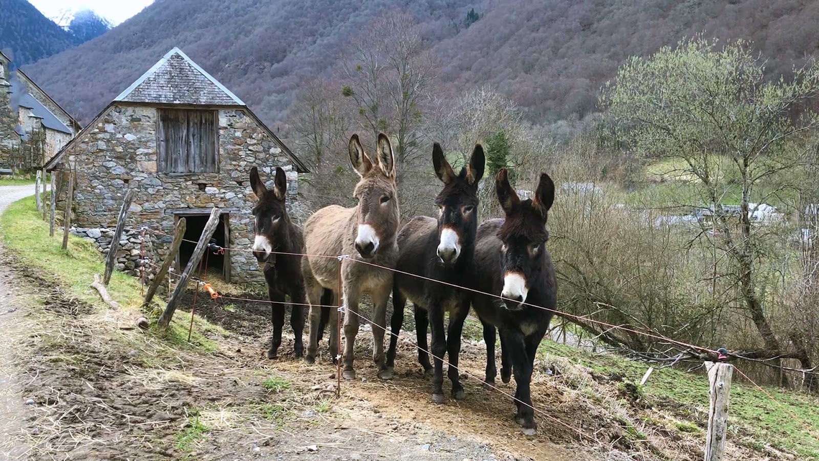 Adour Ânes Pyrénées